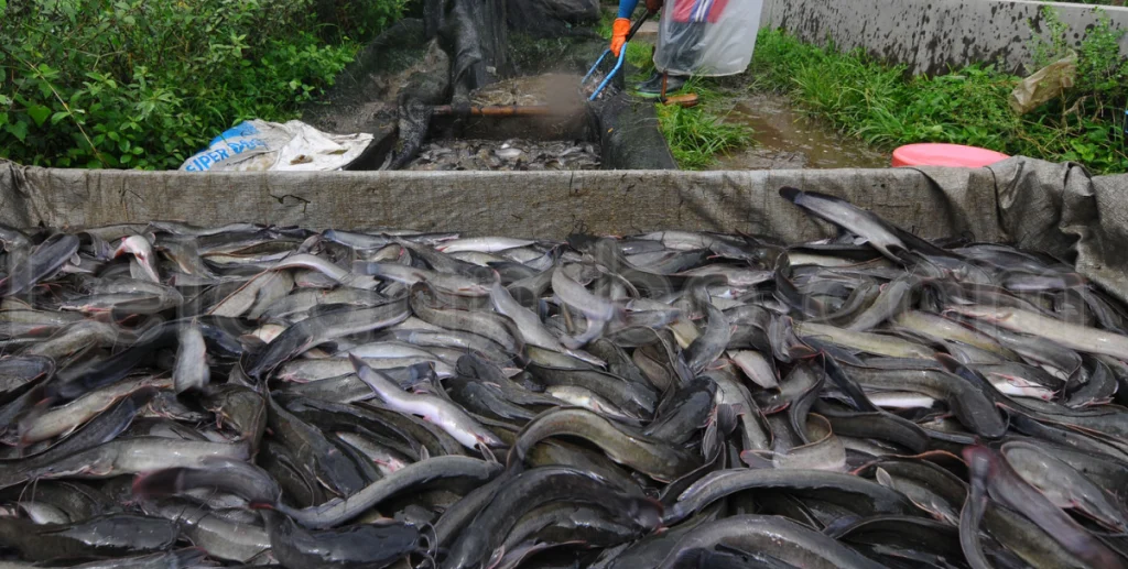 Cara Memelihara Ikan Lele Masamo dengan Mudah untuk Pemula