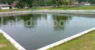 Leledumbo.com | Cara Menjaga Kualitas Air di Kolam Ikan Lele agar Tetap Bersih dan Jernih