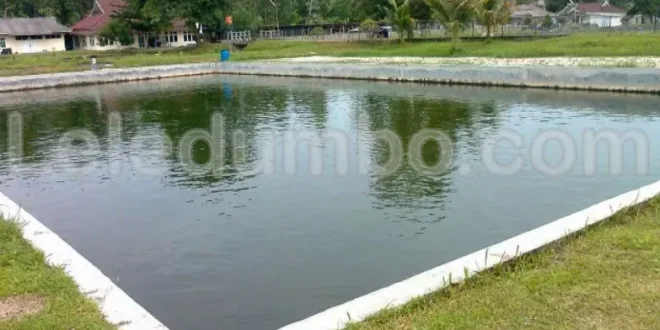 Cara Menjaga Kualitas Air di Kolam Ikan Lele agar Tetap Bersih dan Jernih