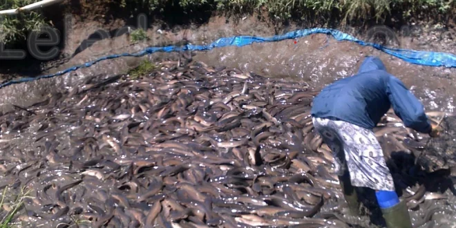 Ikan Lele Masamo Berkualitas Tinggi yang Siap Panen 1 Bulan Lebih Cepat!