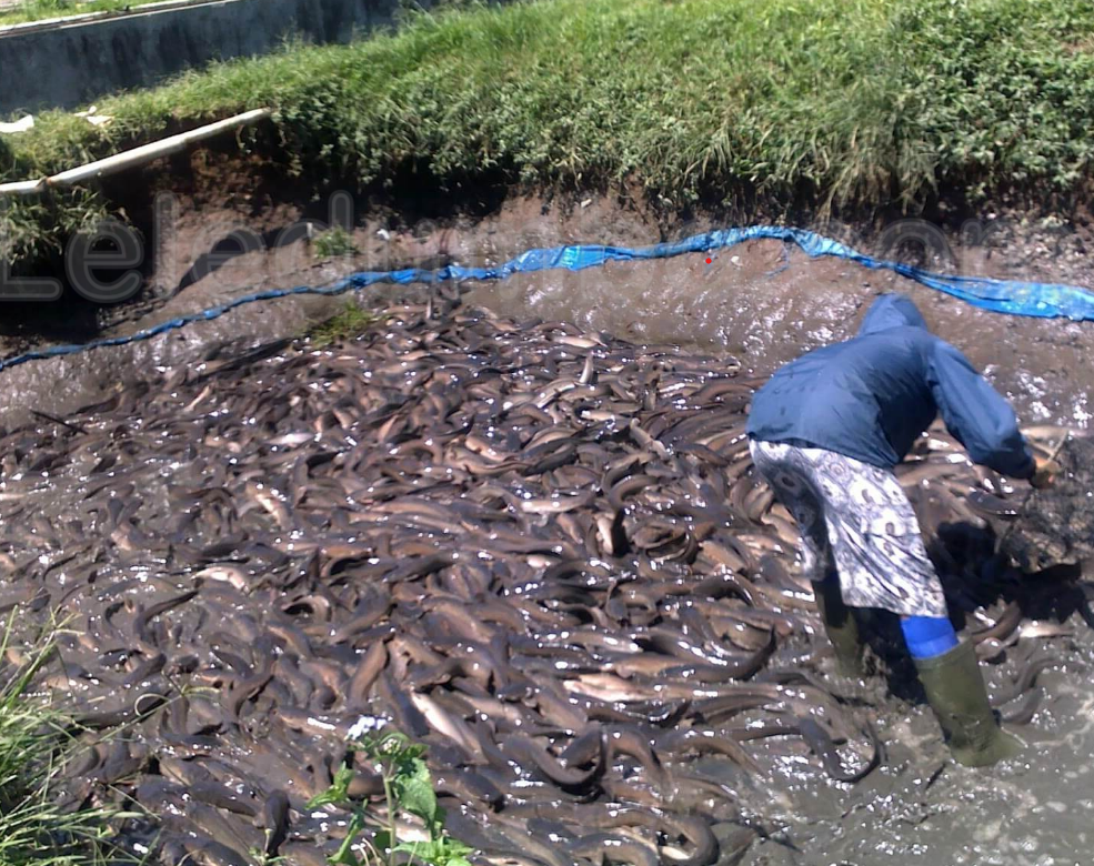 Ikan Lele Masamo Berkualitas Tinggi yang Siap Panen 1 Bulan Lebih Cepat!