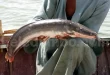 kelebihan dan kekurangan ikan lele patin