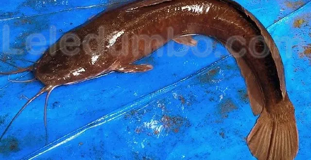 Mengenal Jenis Ikan Lele Sangkuriang dan Keunikan Habitatnya