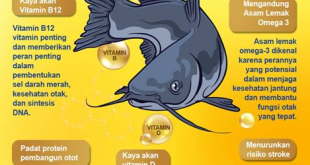kelebihan dan kekurangan ikan lele jumbo