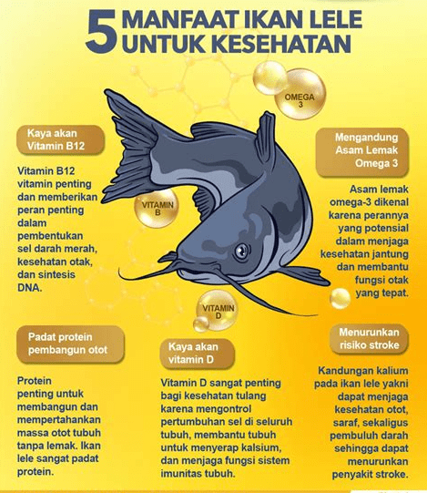 kelebihan dan kekurangan ikan lele jumbo