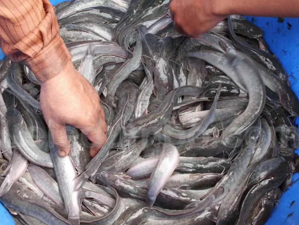 Budidaya Lele dalam Ember: Cara Mudah dan Efektif untuk Menghasilkan Ikan Lele di Rumah