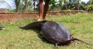 cara memotong ikan dan membersihkan ikan lele jumbo