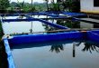 cara budidaya ikan Lele Jumbo