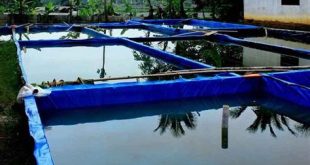 cara budidaya ikan Lele Jumbo