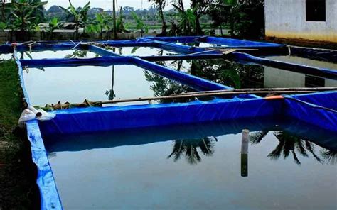 cara budidaya ikan Lele Jumbo