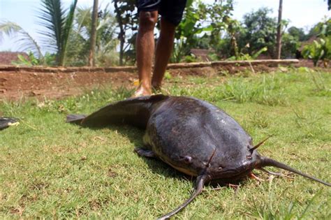 Jenis – Jenis Ikan Lele