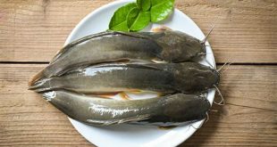 manfaat ikan lele bagi kesehatan