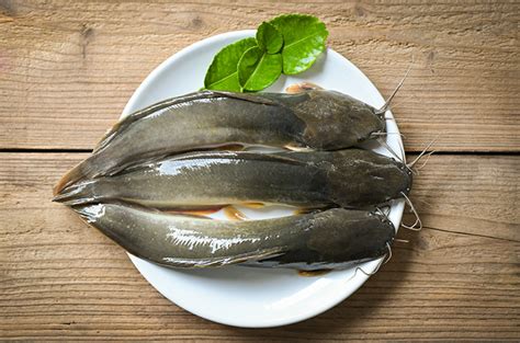 manfaat ikan lele bagi kesehatan