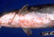 penyakit pada ikan lele jumbo