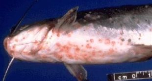 penyakit pada ikan lele jumbo
