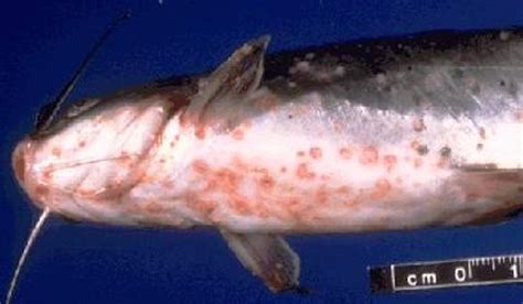 penyakit pada ikan lele jumbo