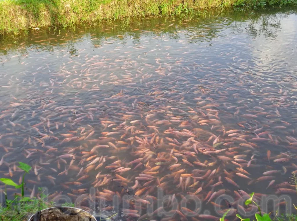 Panduan Lengkap Budidaya Ikan Lele di Kolam Tanah untuk Pemula