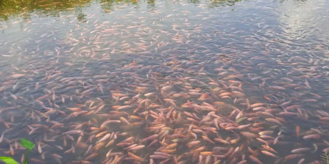 Panduan Lengkap Budidaya Ikan Lele di Kolam Tanah untuk Pemula