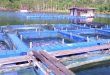 penyakit pada ikan lele patin