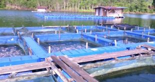 penyakit pada ikan lele patin