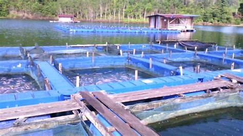 penyakit pada ikan lele patin