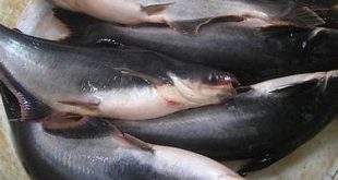 cara budidaya ikan Lele Patin