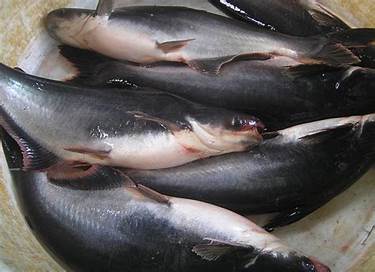 cara budidaya ikan Lele Patin