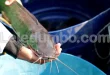 Leledumbo.com | Cara Bikin Ikan Lele Makin Gemuk dengan Pakan Lebih Efisien