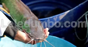 Leledumbo.com | Cara Bikin Ikan Lele Makin Gemuk dengan Pakan Lebih Efisien