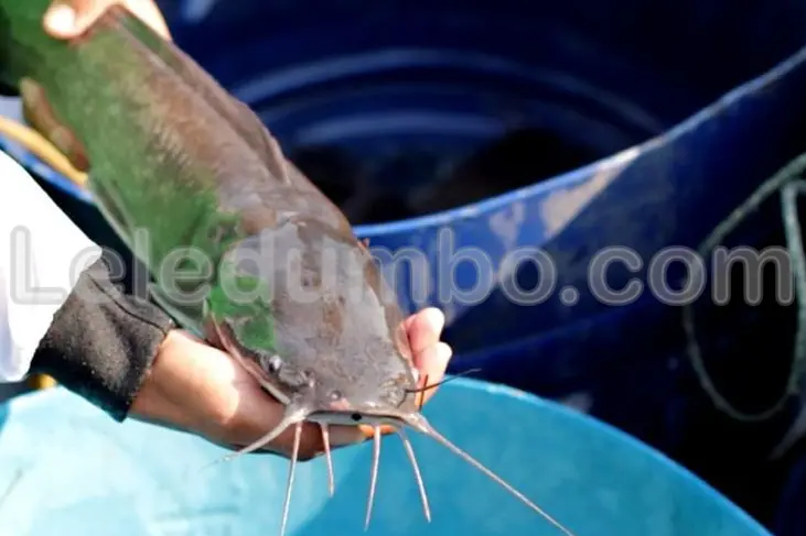 Cara Bikin Ikan Lele Makin Gemuk dengan Pakan Lebih Efisien