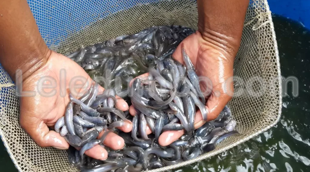 Cara Memilih Jenis Bibit Ikan Lele yang Tepat untuk Induka