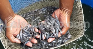 Leledumbo.com | Cara Memilih Jenis Bibit Ikan Lele yang Tepat untuk Induka