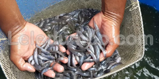 Cara Memilih Jenis Bibit Ikan Lele yang Tepat untuk Induka