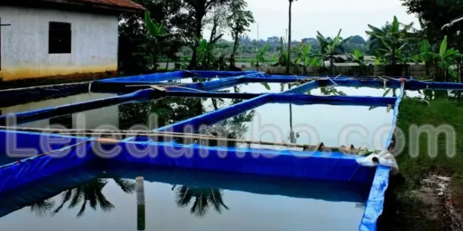 Cara Memulai Bisnis Budidaya Ikan Lele dengan Modal Kecil