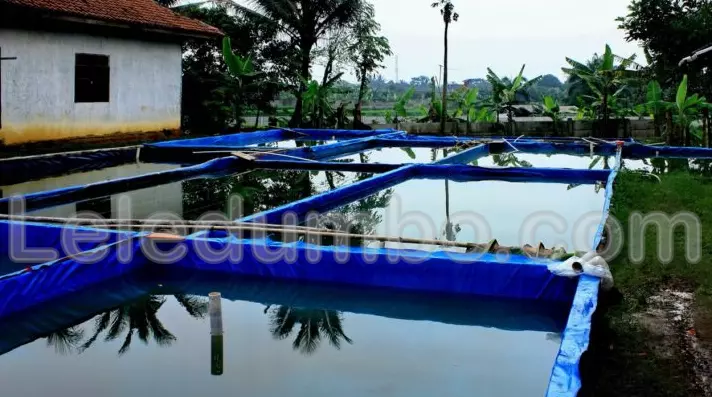 Cara Memulai Bisnis Budidaya Ikan Lele dengan Modal Kecil