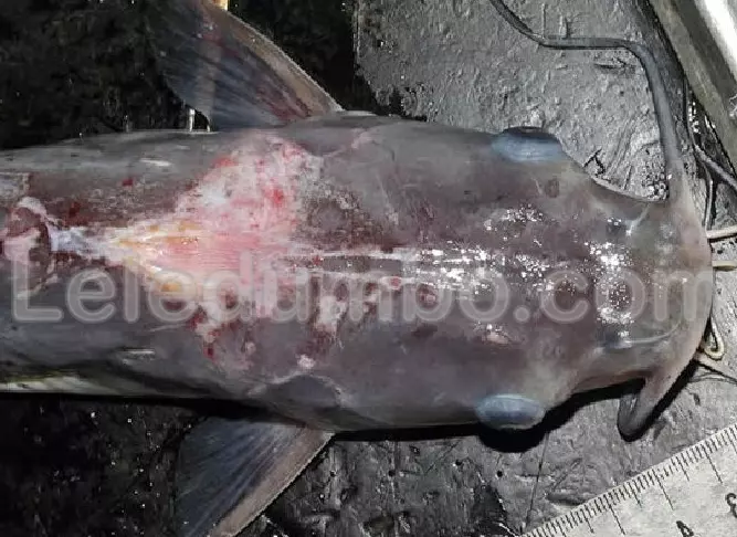 Cara Menghindari dan Mengatasi Penyakit yang Sering Menyerang Ikan Lele