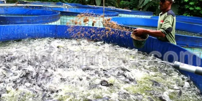 Cara Meningkatkan Produktivitas Kolam Budidaya Ikan Lele