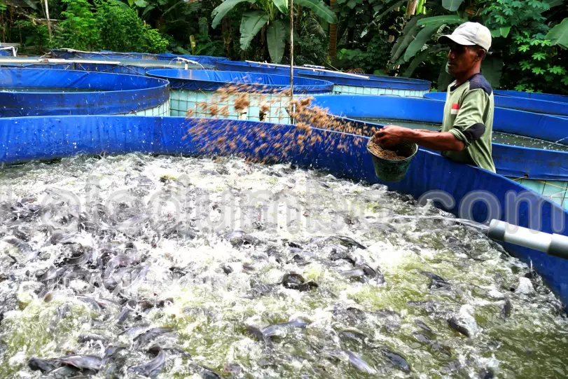 Cara Meningkatkan Produktivitas Kolam Budidaya Ikan Lele