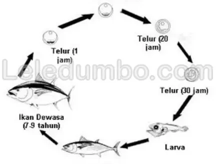 Memahami Siklus Hidup Ikan Lele untuk Mengoptimalkan Budidaya