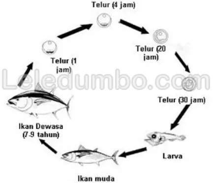 Memahami Siklus Hidup Ikan Lele untuk Mengoptimalkan Budidaya