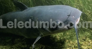 Leledumbo.com | Menjaga Kesehatan Ikan Lele dengan Cara yang Mudah dan Praktis