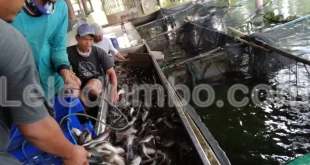 Leledumbo.com | Peluang Bisnis Ikan Lele di Pasar Ekspor