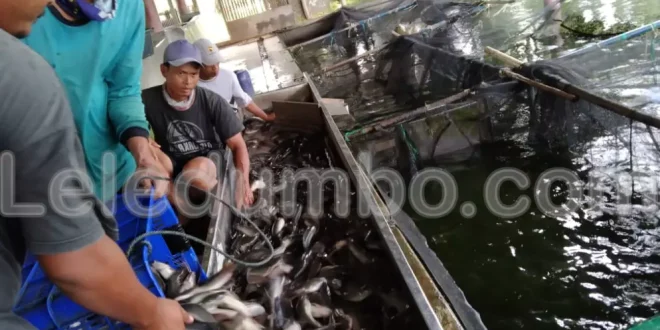 Peluang Bisnis Ikan Lele di Pasar Ekspor