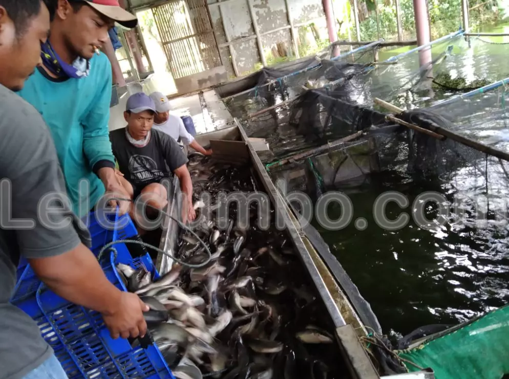 Peluang Bisnis Ikan Lele di Pasar Ekspor