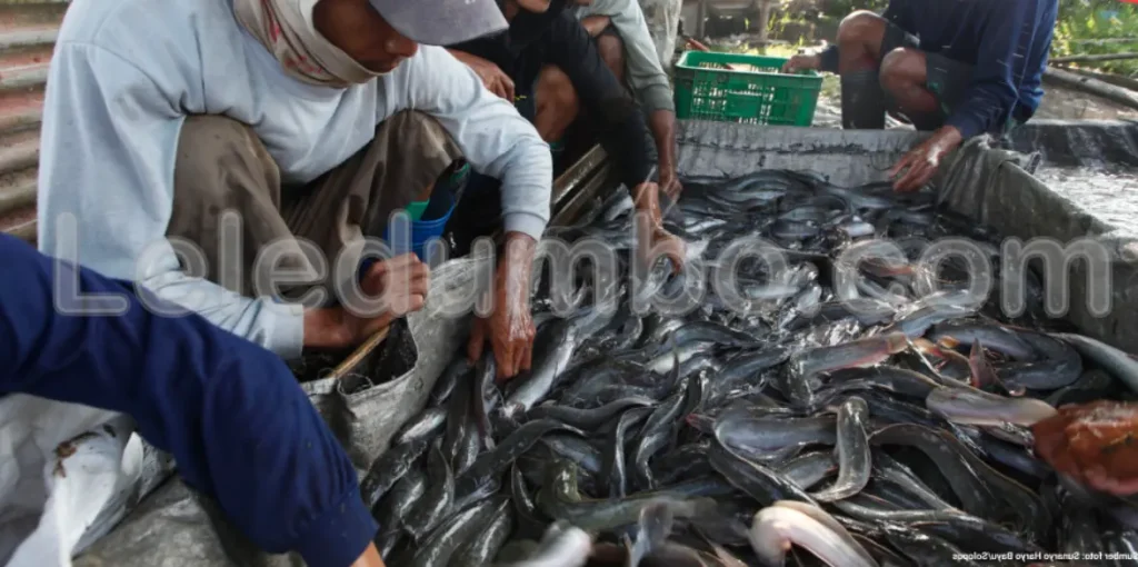 Potensi Pasar Ikan Lele di Indonesia yang Terus Meningkat