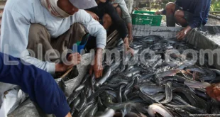 Leledumbo.com | Potensi Pasar Ikan Lele di Indonesia yang Terus Meningkat