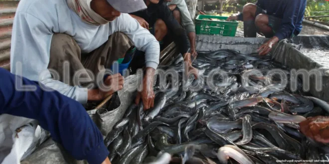 Potensi Pasar Ikan Lele di Indonesia yang Terus Meningkat