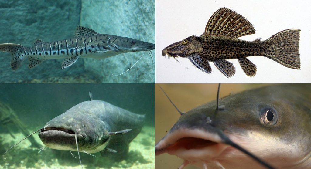 Mengenal Ikan Air Tawar yang Populer