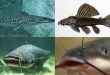 Mengenal Ikan Air Tawar yang Populer