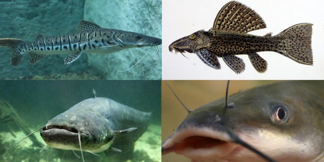 Mengenal Ikan Air Tawar yang Populer